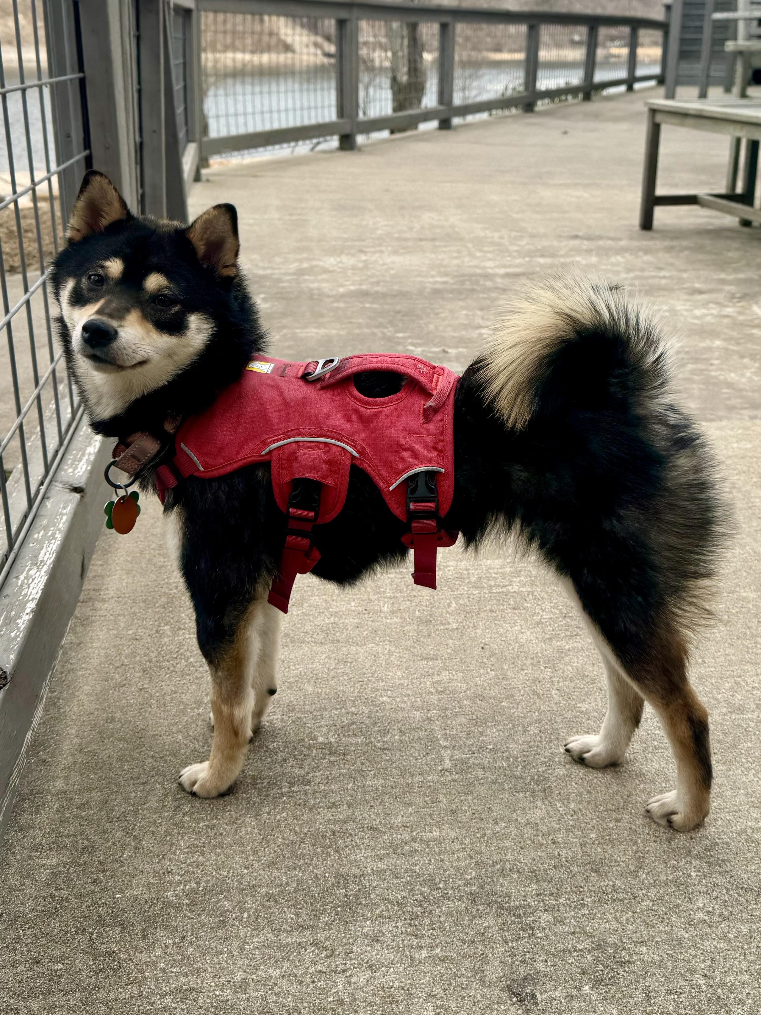 Enlarge Izzy, an adopted Shiba Inu in Kansas City, MO image 1/6
