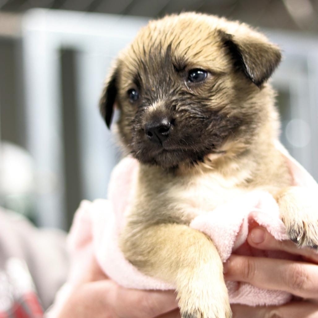 Ct Nightster thumbnail 5