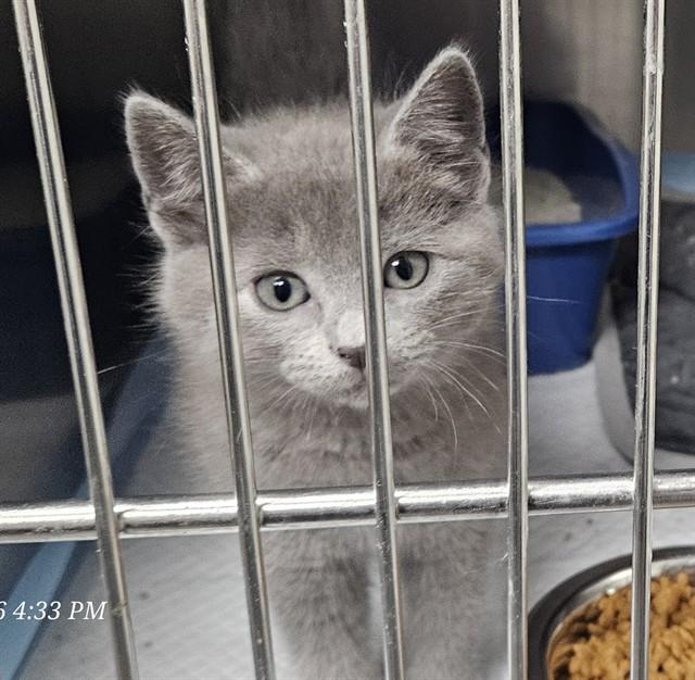 Enlarge THELMA, a Adoptable Domestic Short Hair in Wylie, TX image 1/1