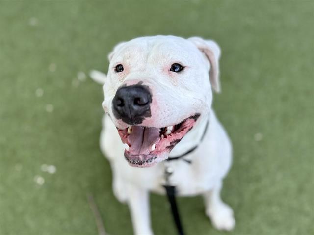 Enlarge WISHBONE, a Adoptable mixed breed in Omaha, NE image 1/1