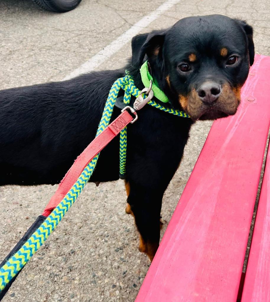 Sarah, Adoptable, Adult Female Rottweiler & Mixed Breed.