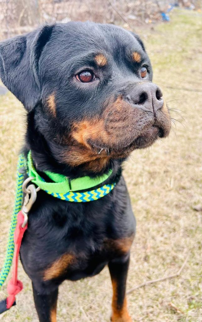 Sarah, a Adoptable mixed breed in Warren, MI image 2/6