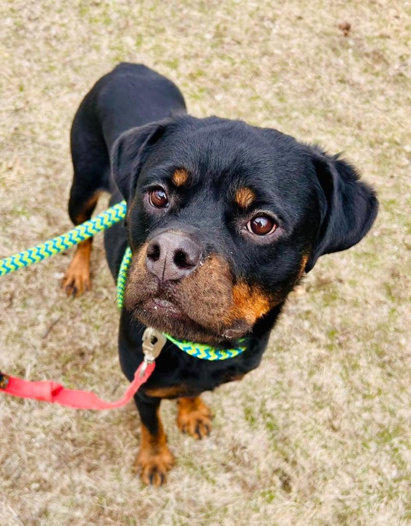 Sarah, a Adoptable mixed breed in Warren, MI image 3/6