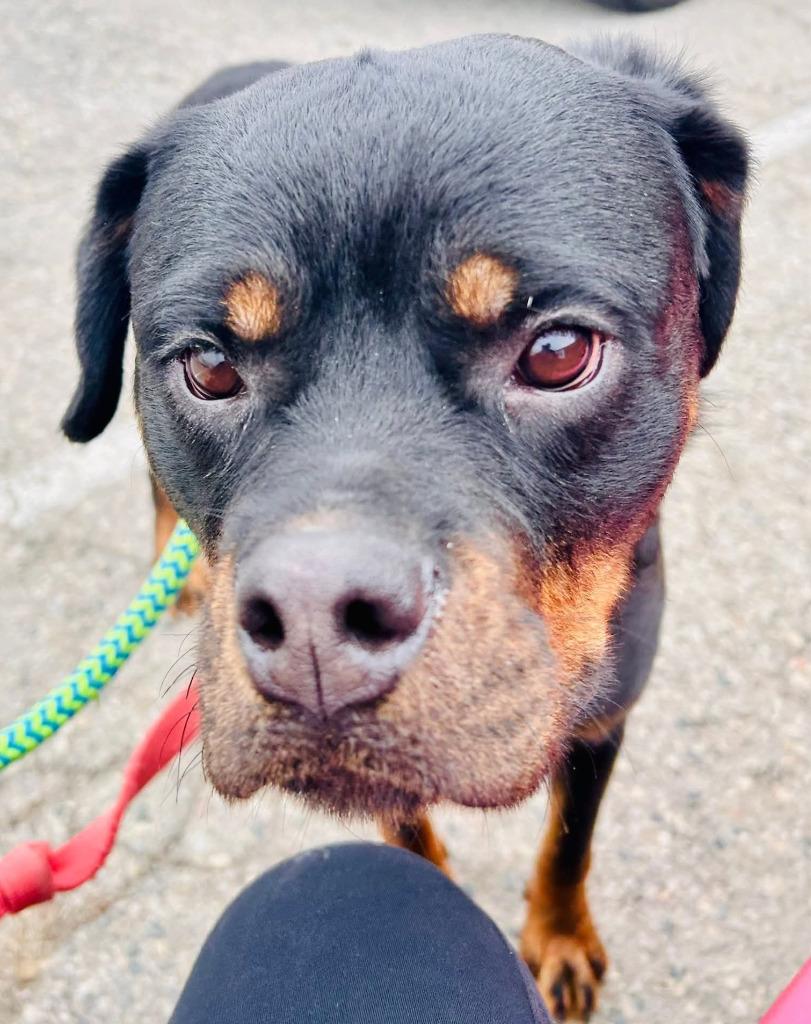 Sarah, a Adoptable mixed breed in Warren, MI image 4/6