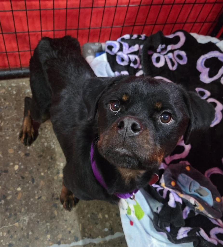 Sarah, Adoptable, Adult Female Rottweiler & Mixed Breed.