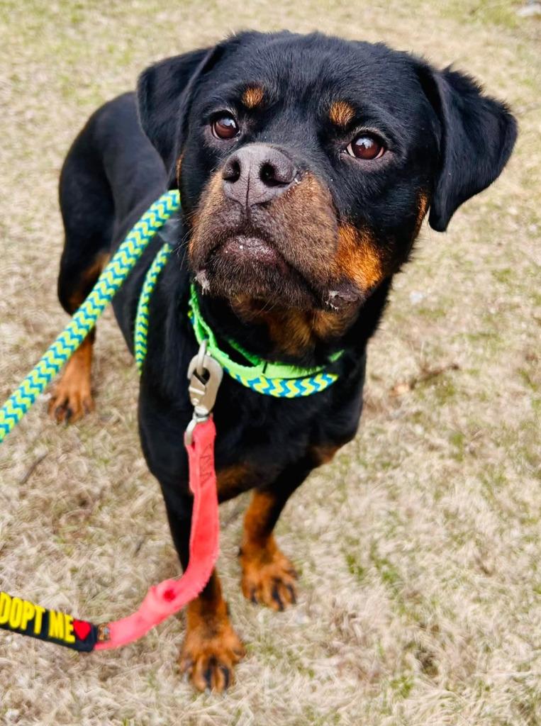 Sarah, a Adoptable mixed breed in Warren, MI image 5/6