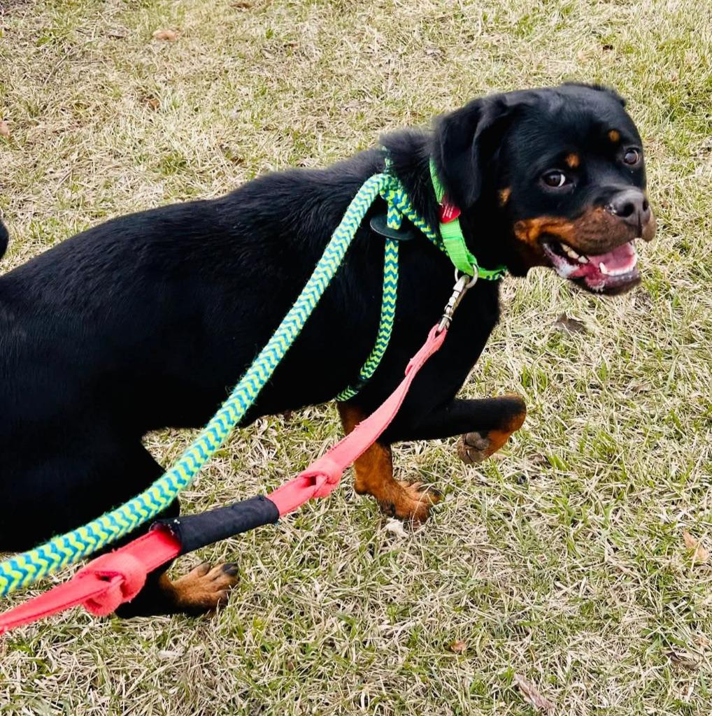 Sarah, a Adoptable mixed breed in Warren, MI image 6/6
