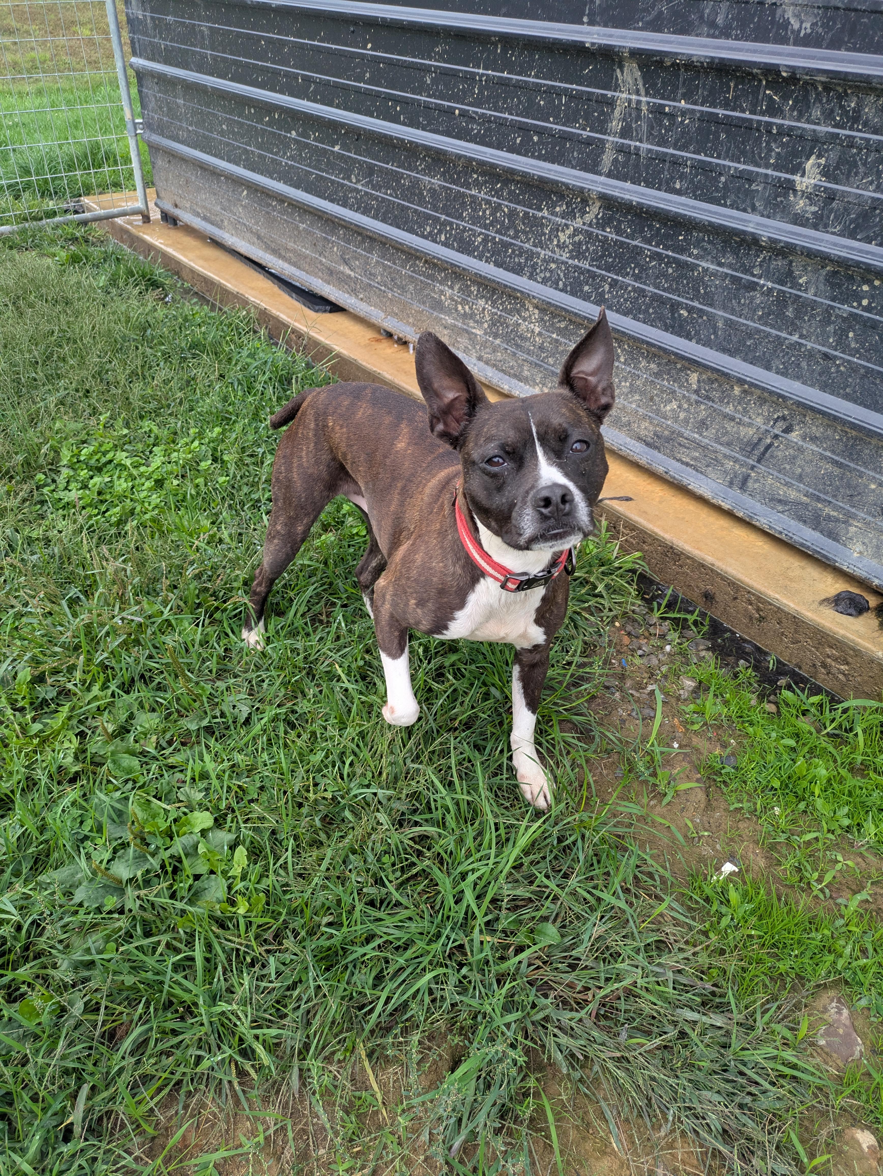 Tucker, a Adoptable mixed breed in Covington, VA image 1/6