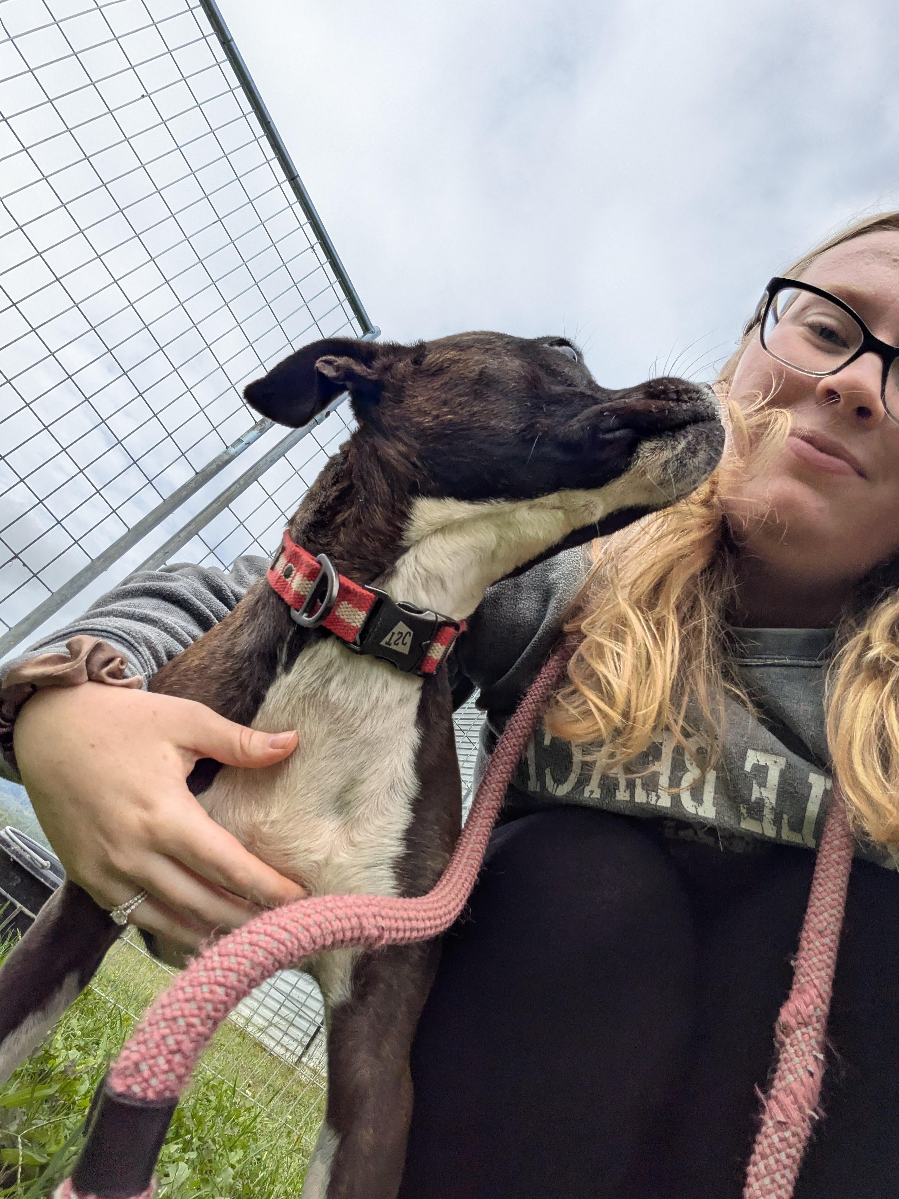 Tucker, a Adoptable mixed breed in Covington, VA image 2/6
