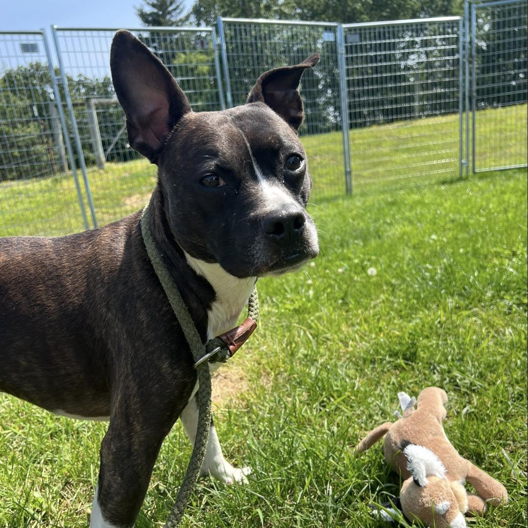 Tucker, a Adoptable mixed breed in Covington, VA image 6/6