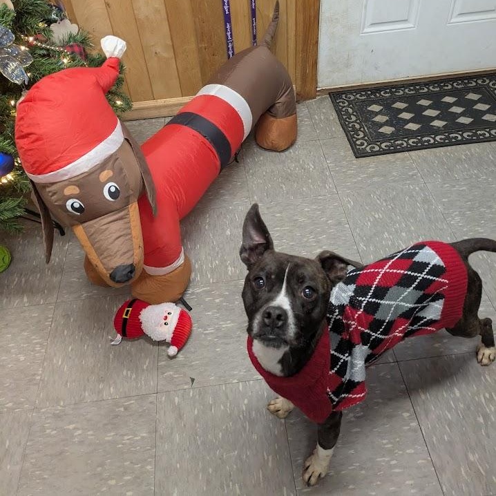 Tucker, Adoptable, Adult Male Boston Terrier & Boxer.