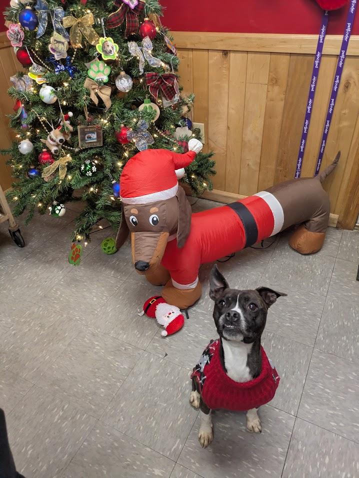 Enlarge Tucker, a Adoptable mixed breed in Covington, VA image 2/6