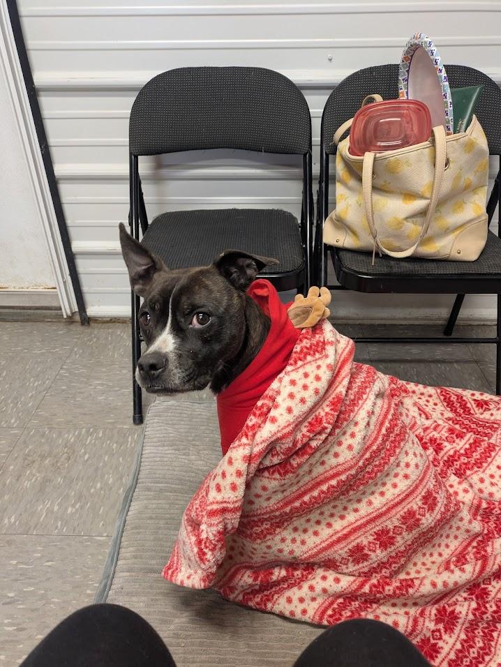 Enlarge Tucker, a Adoptable mixed breed in Covington, VA image 3/6