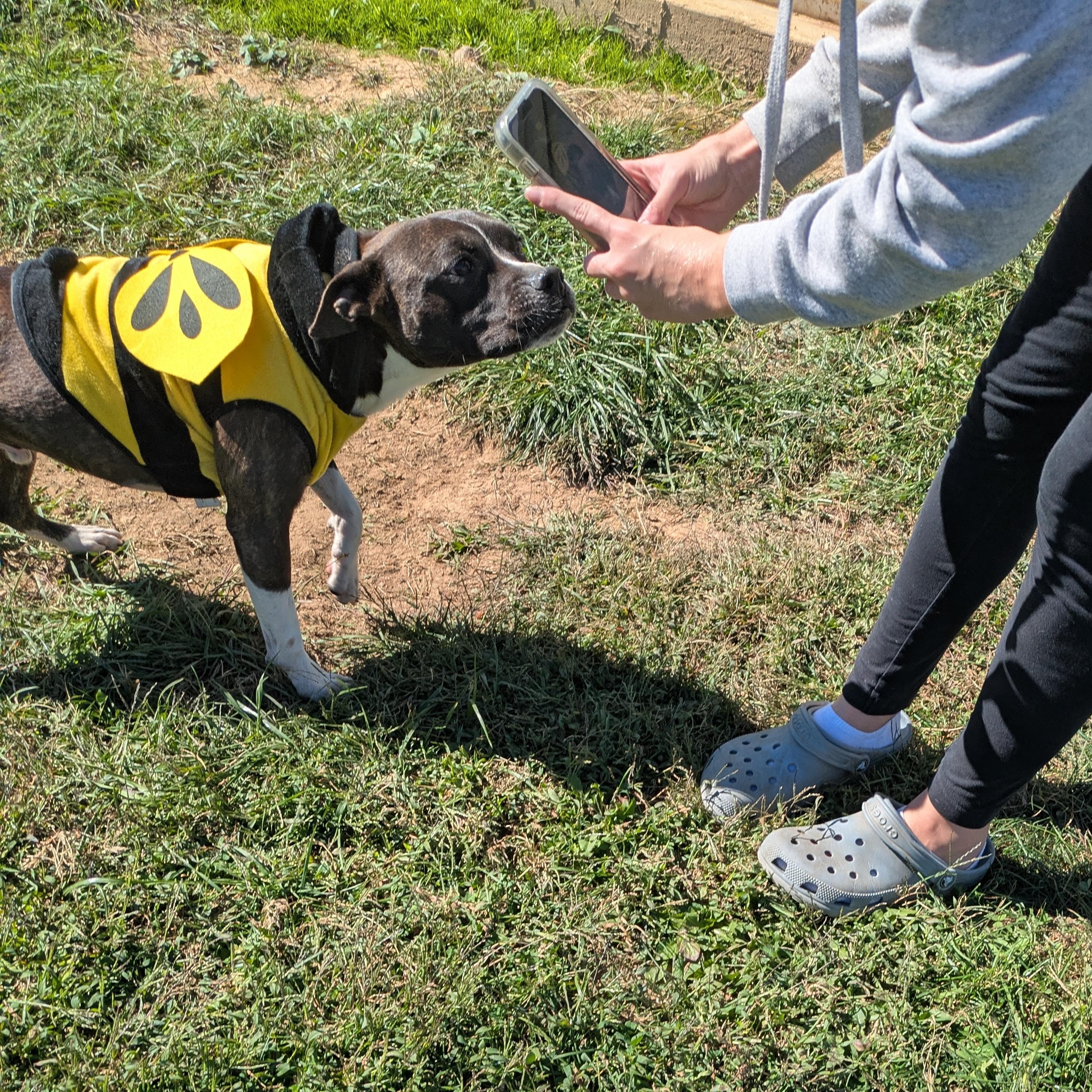 Tucker, a Adoptable mixed breed in Covington, VA image 4/6
