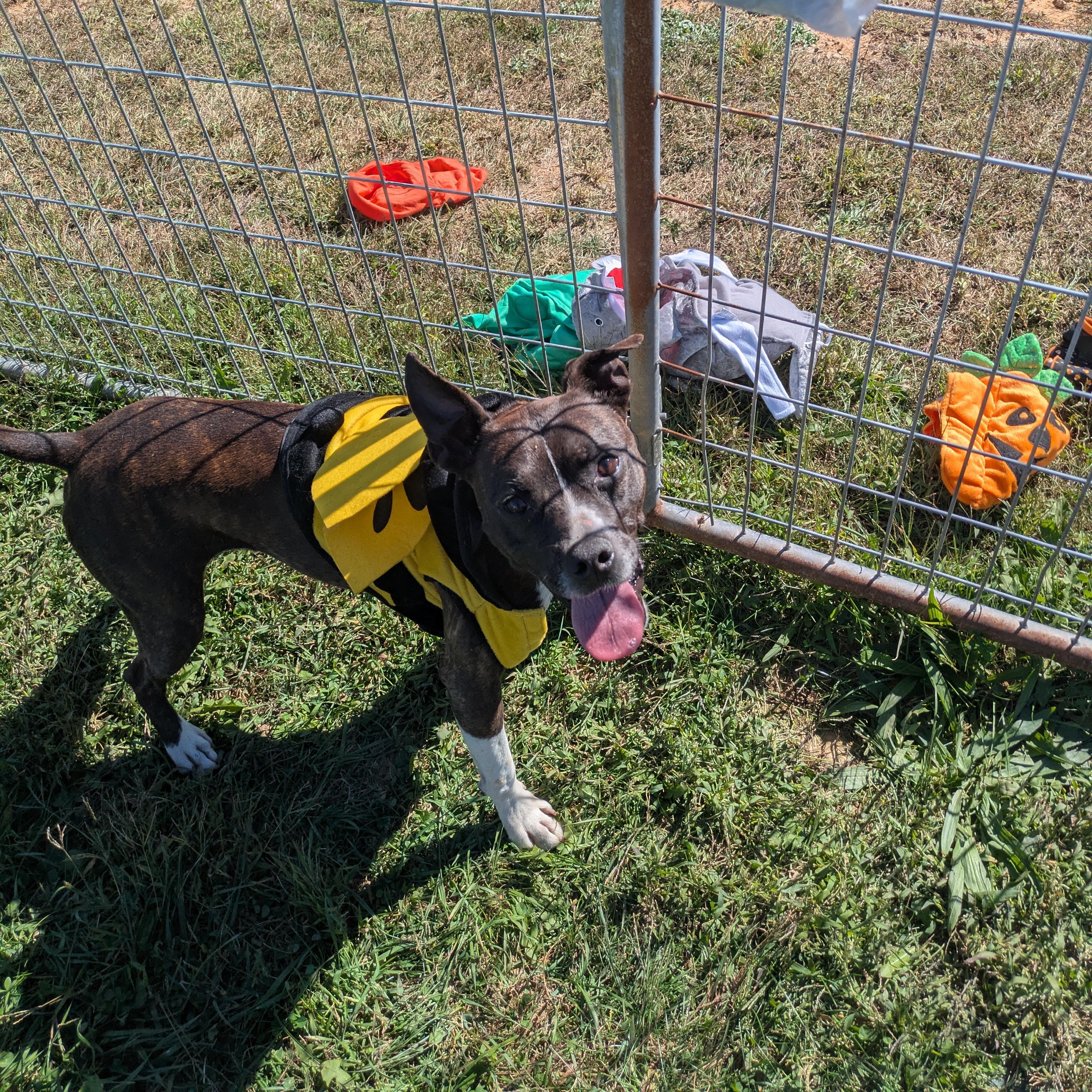 Tucker, a Adoptable mixed breed in Covington, VA image 3/6