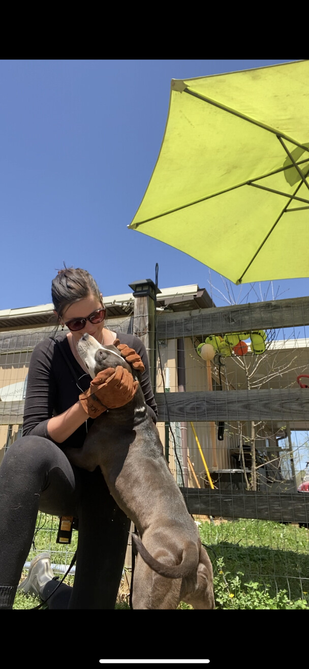 Lilly, a Adoptable Staffordshire Bull Terrier in Georgetown, TN image 2/12