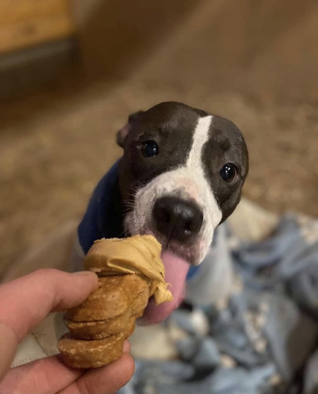 Lilly, a Adoptable Staffordshire Bull Terrier in Georgetown, TN image 4/12