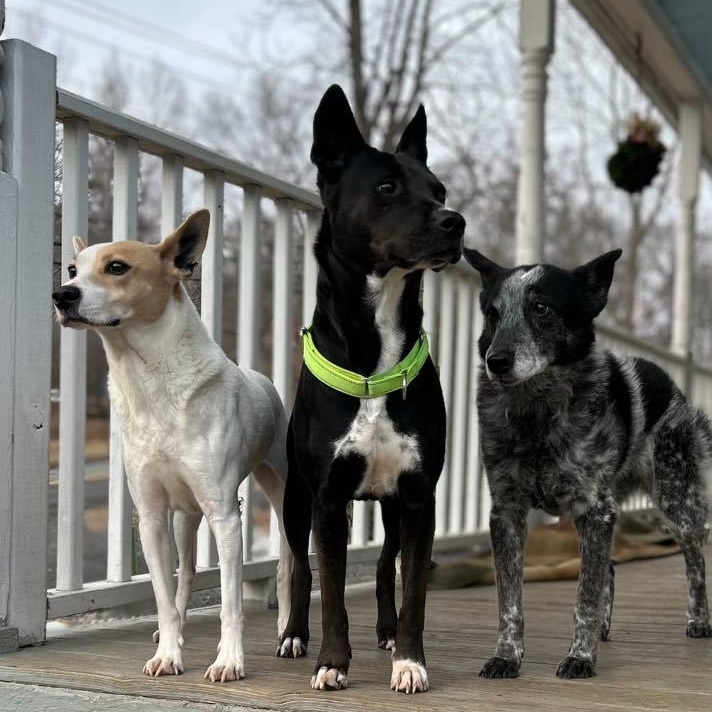 Diva, a Adoptable mixed breed in VIRGINIA BEACH, VA image 6/6