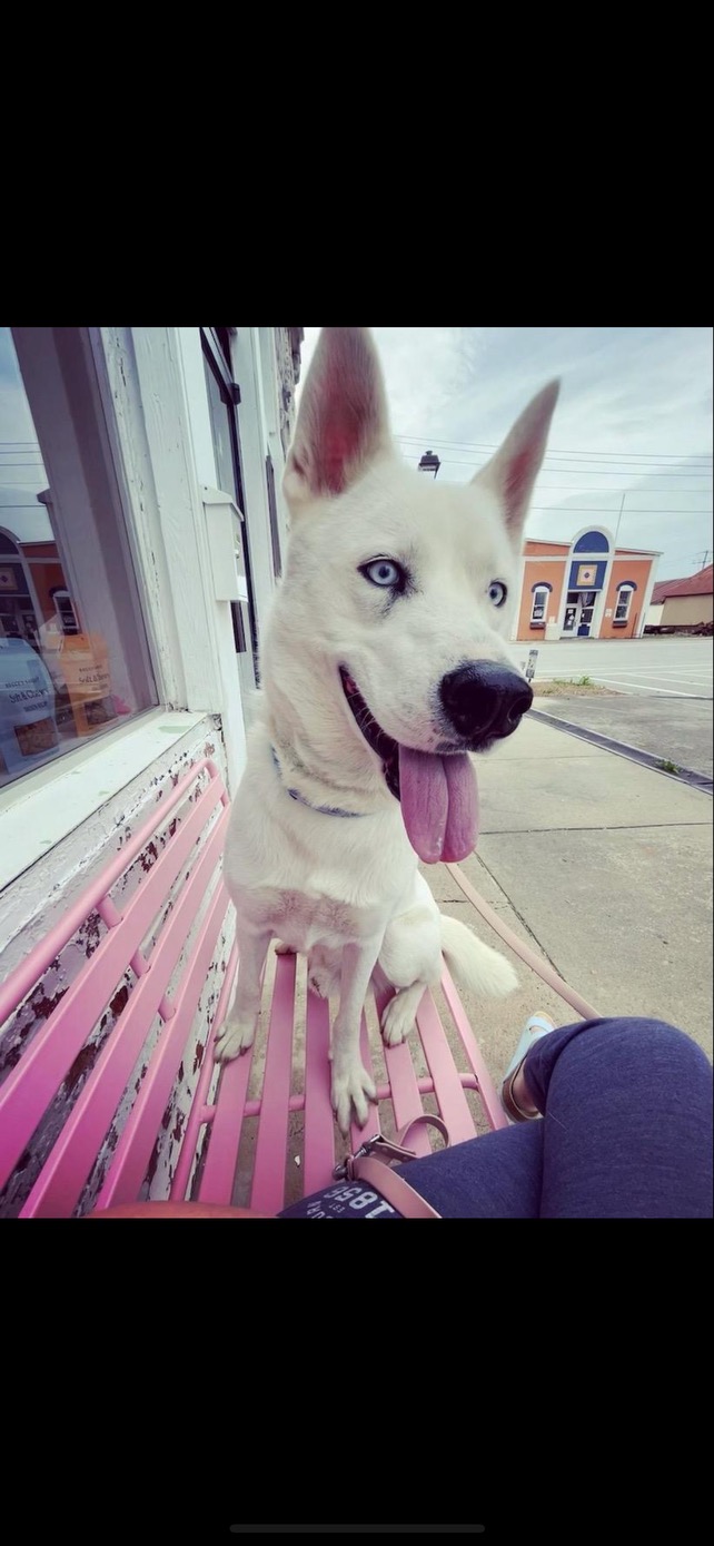 Polar, a Adoptable Husky in Hartwell, GA image 1/2