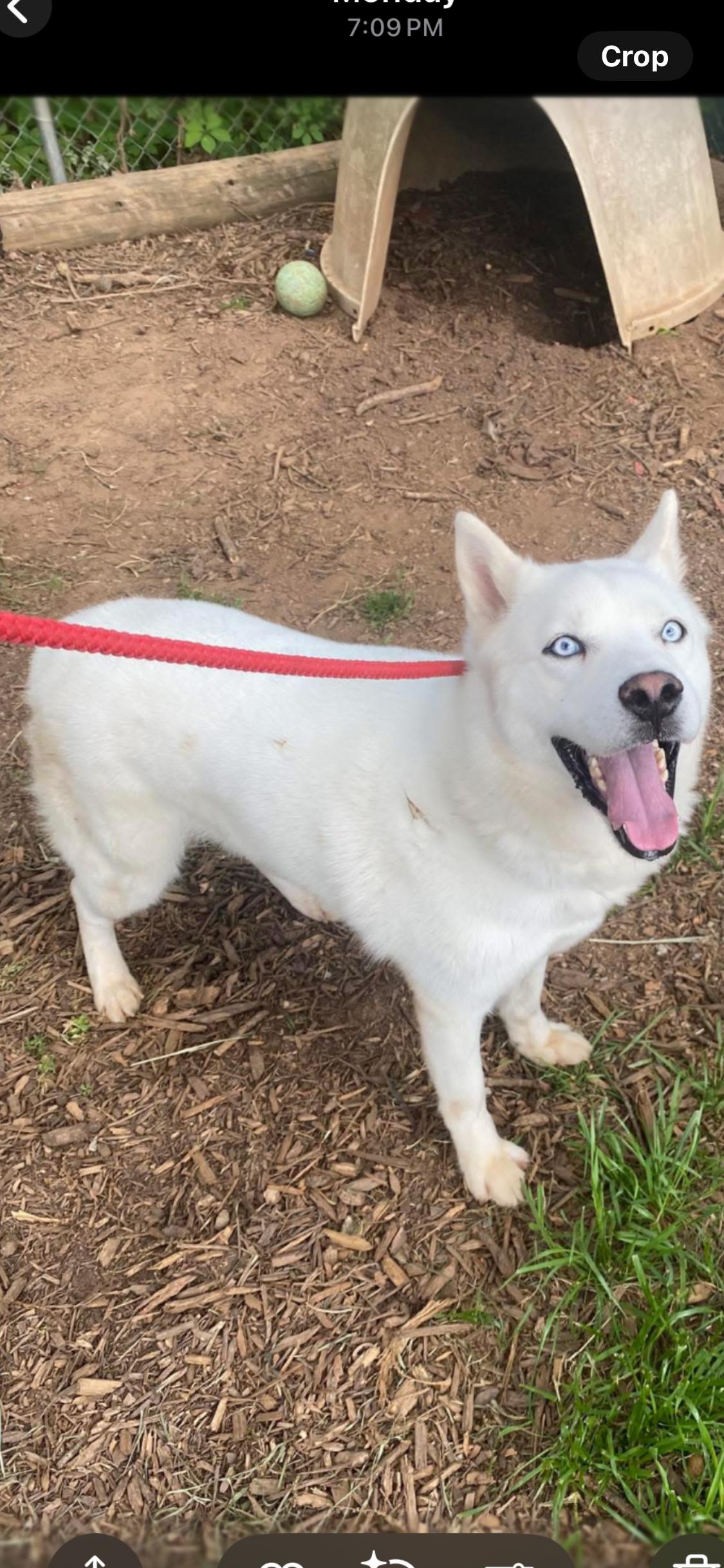 Polar, a Adoptable Husky in Hartwell, GA image 3/3