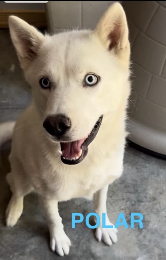 Polar, a Adoptable Husky in Hartwell, GA image 2/2