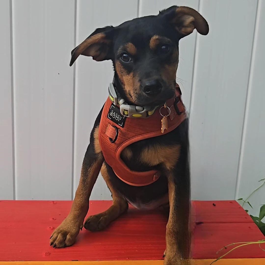 Enlarge Habanero, a ADOPTABLE mixed breed in Normal, IL image 4/6