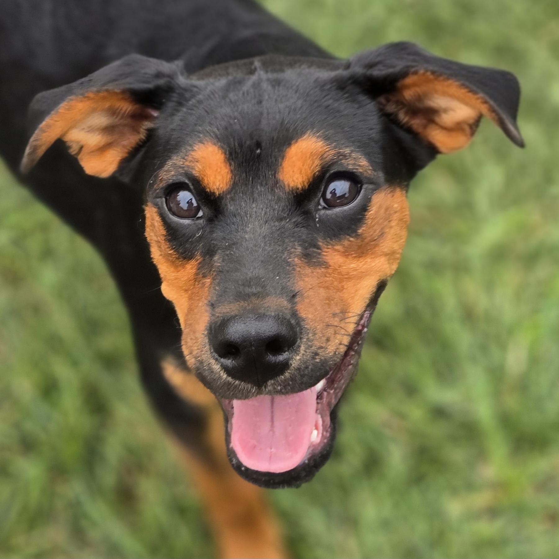 Habanero, Adoptable, Puppy Male Mixed Breed.