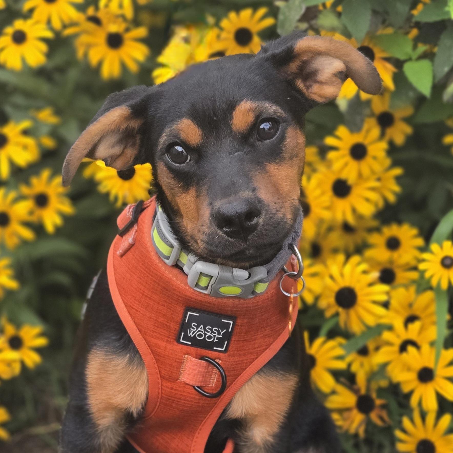 Enlarge Habanero, a ADOPTABLE mixed breed in Normal, IL image 2/6