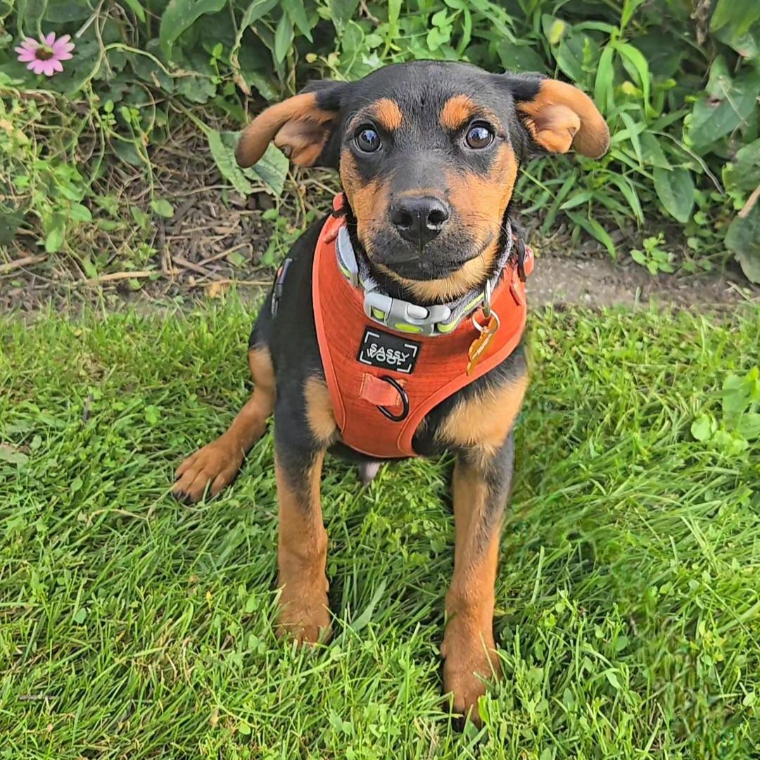 Enlarge Habanero, a ADOPTABLE mixed breed in Normal, IL image 5/6
