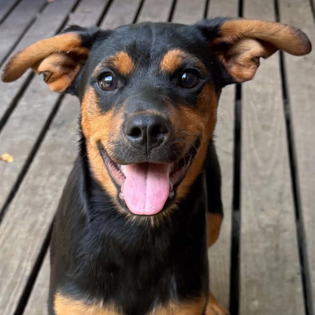 Habanero, ADOPTABLE, Puppy Male Mixed Breed.