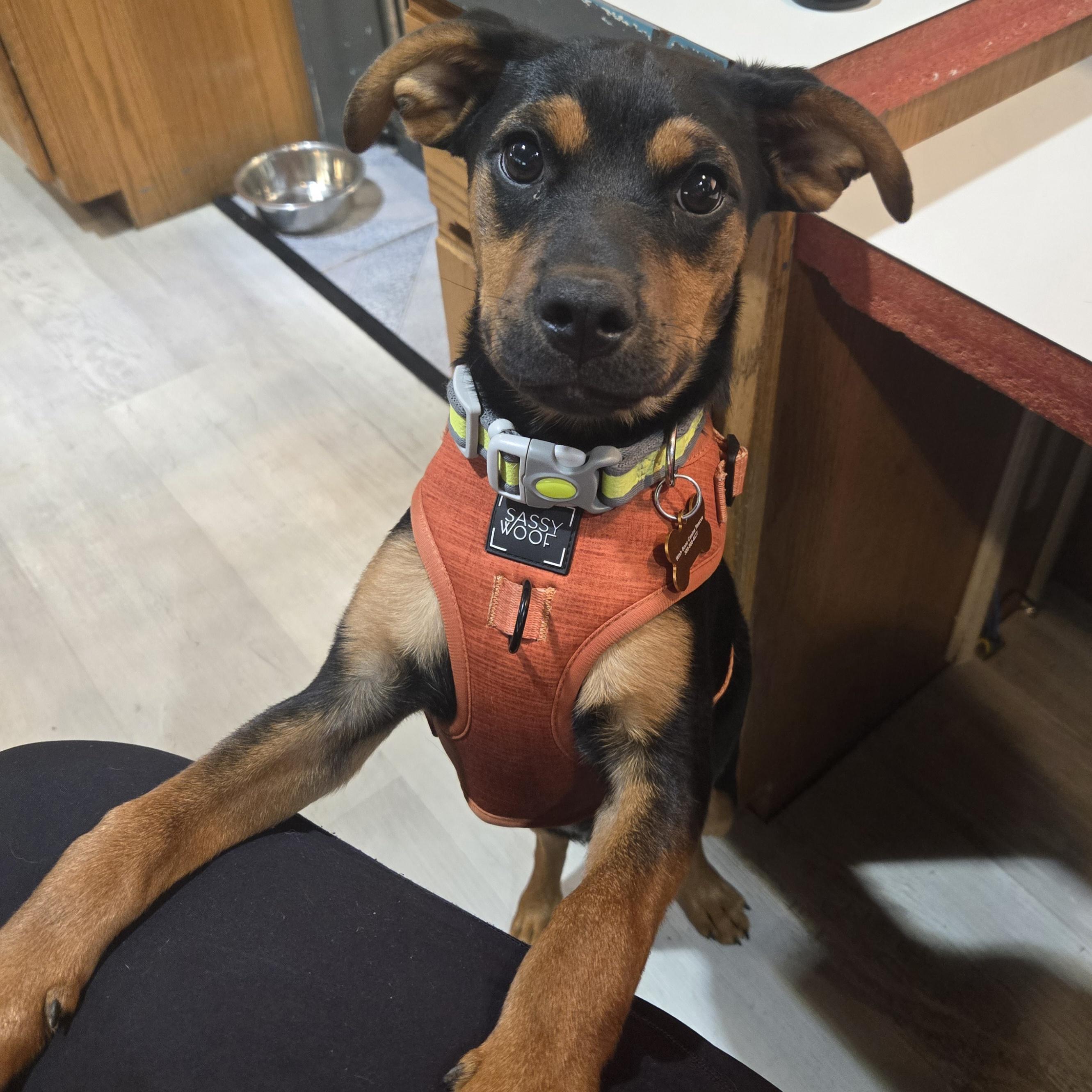 Enlarge Habanero, a ADOPTABLE mixed breed in Normal, IL image 3/6