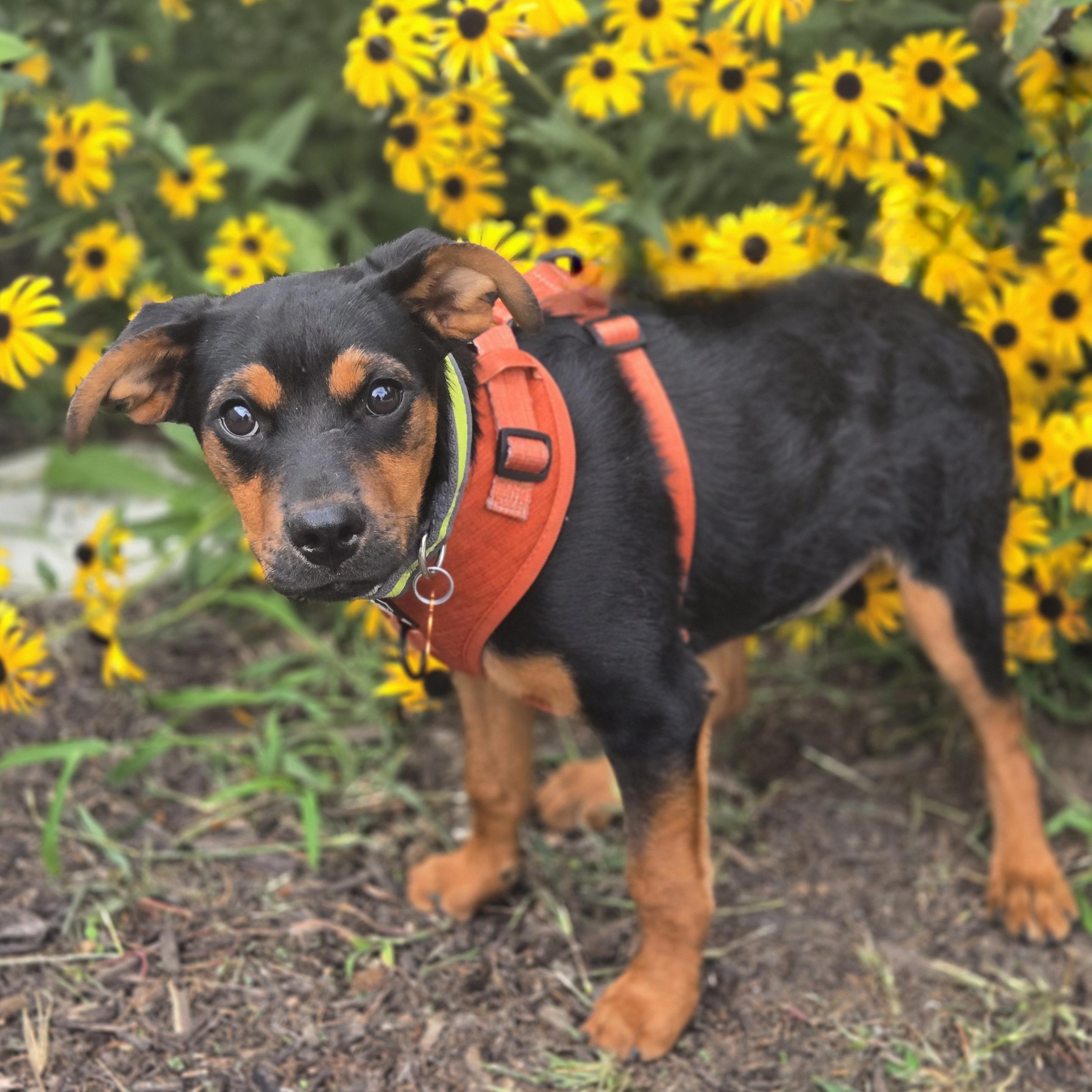 Enlarge Habanero, a ADOPTABLE mixed breed in Normal, IL image 6/6
