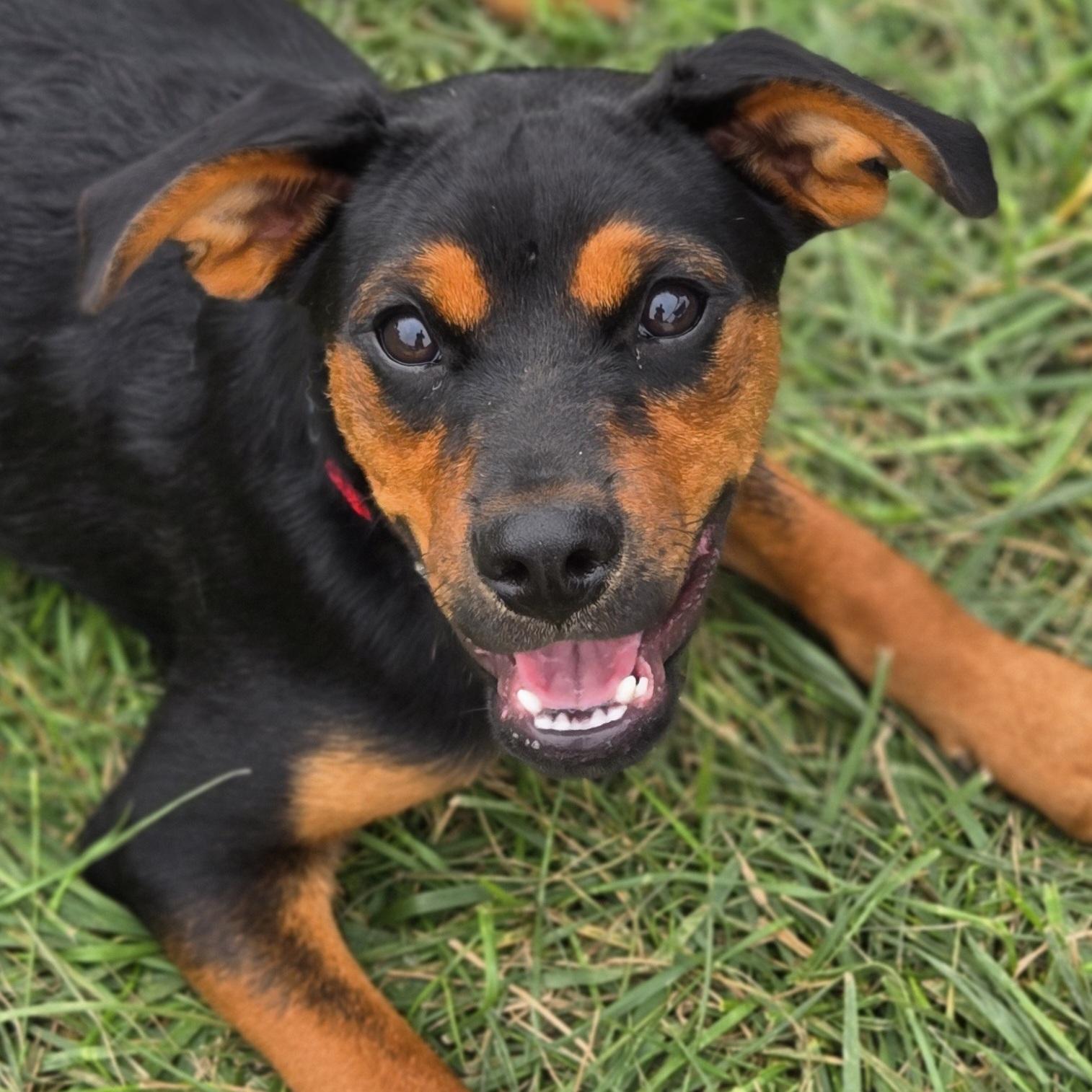 Enlarge Habanero, a Adoptable mixed breed in Normal, IL image 4/6