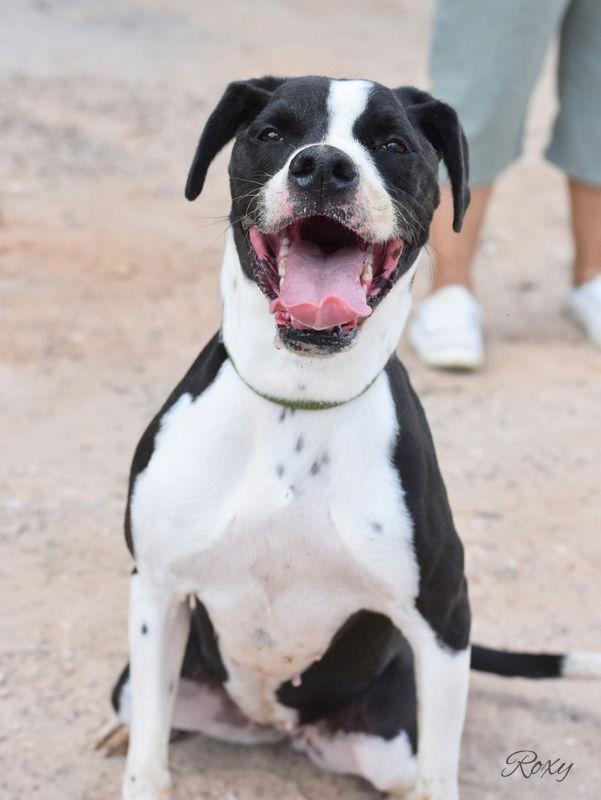 Roxy, Adoptable, Adult Female Boxer.