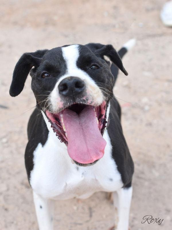 Enlarge Roxy, a Adoptable Boxer in The Woodlands, TX image 2/3