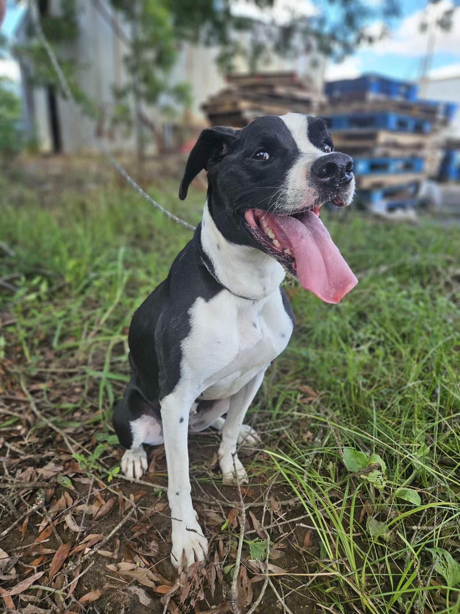 Enlarge Roxy, a Adoptable Boxer in The Woodlands, TX image 3/3