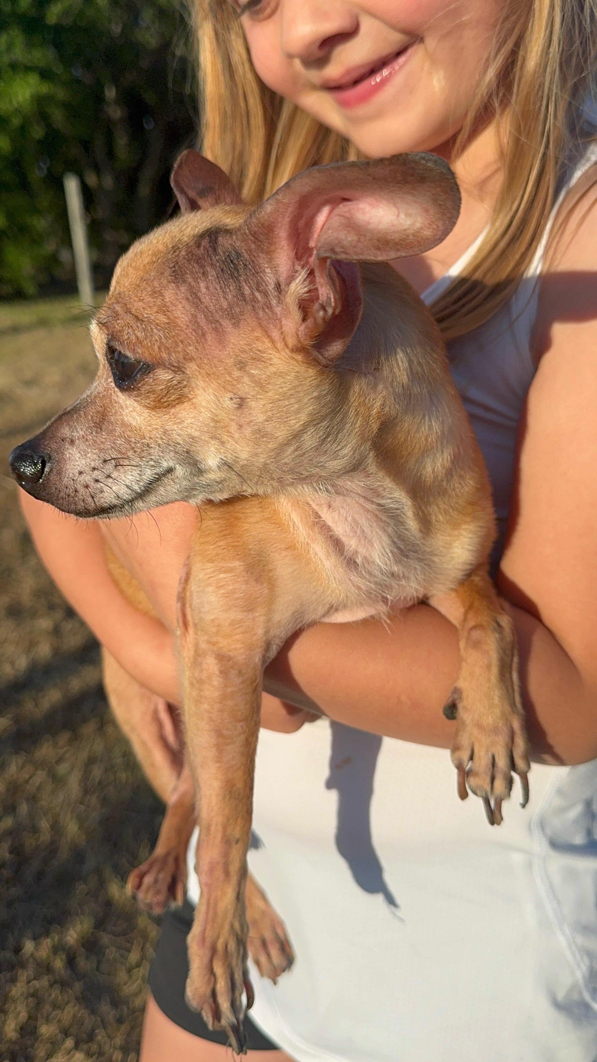 Enlarge Sophi " Senior Female Chihuahua ", an adoptable Chihuahua in Flower Mound, TX image 1/2