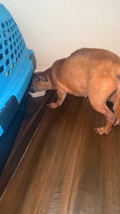 Enlarge Sophi " Senior Female Chihuahua ", an adoptable Chihuahua in Flower Mound, TX video 2/2