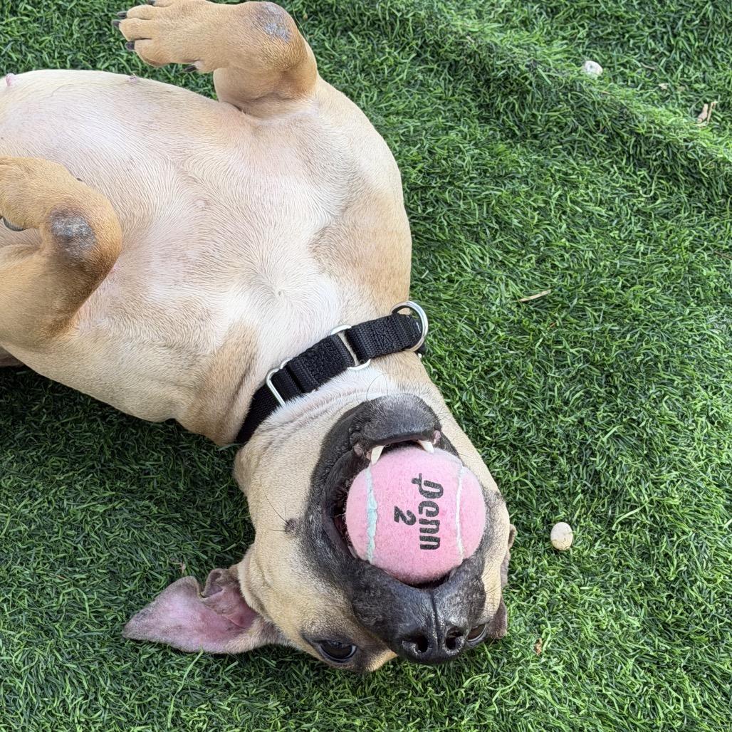 Enlarge Morning Glory, an adopted Mixed Breed in Medford, NY image 4/4