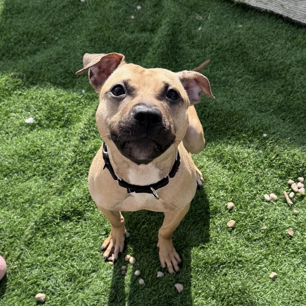 Enlarge Morning Glory, an adopted Mixed Breed in Medford, NY image 3/4