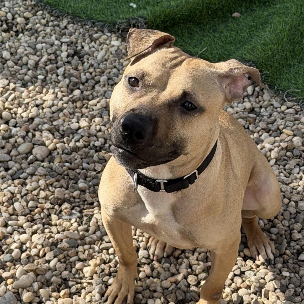Enlarge Morning Glory, an adopted Mixed Breed in Medford, NY image 2/4