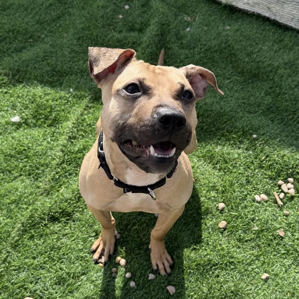 Morning Glory, adopted, Adult Female Mixed Breed.