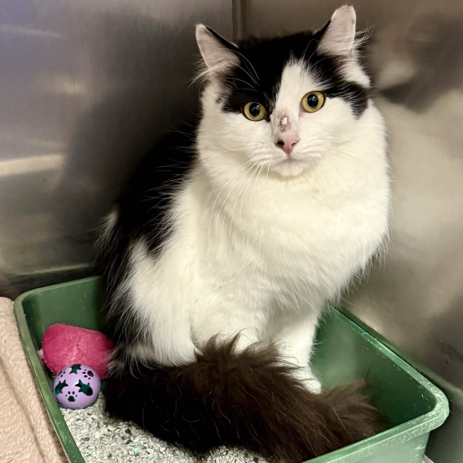 Claire, ADOPTABLE, Adult Female Domestic Medium Hair.