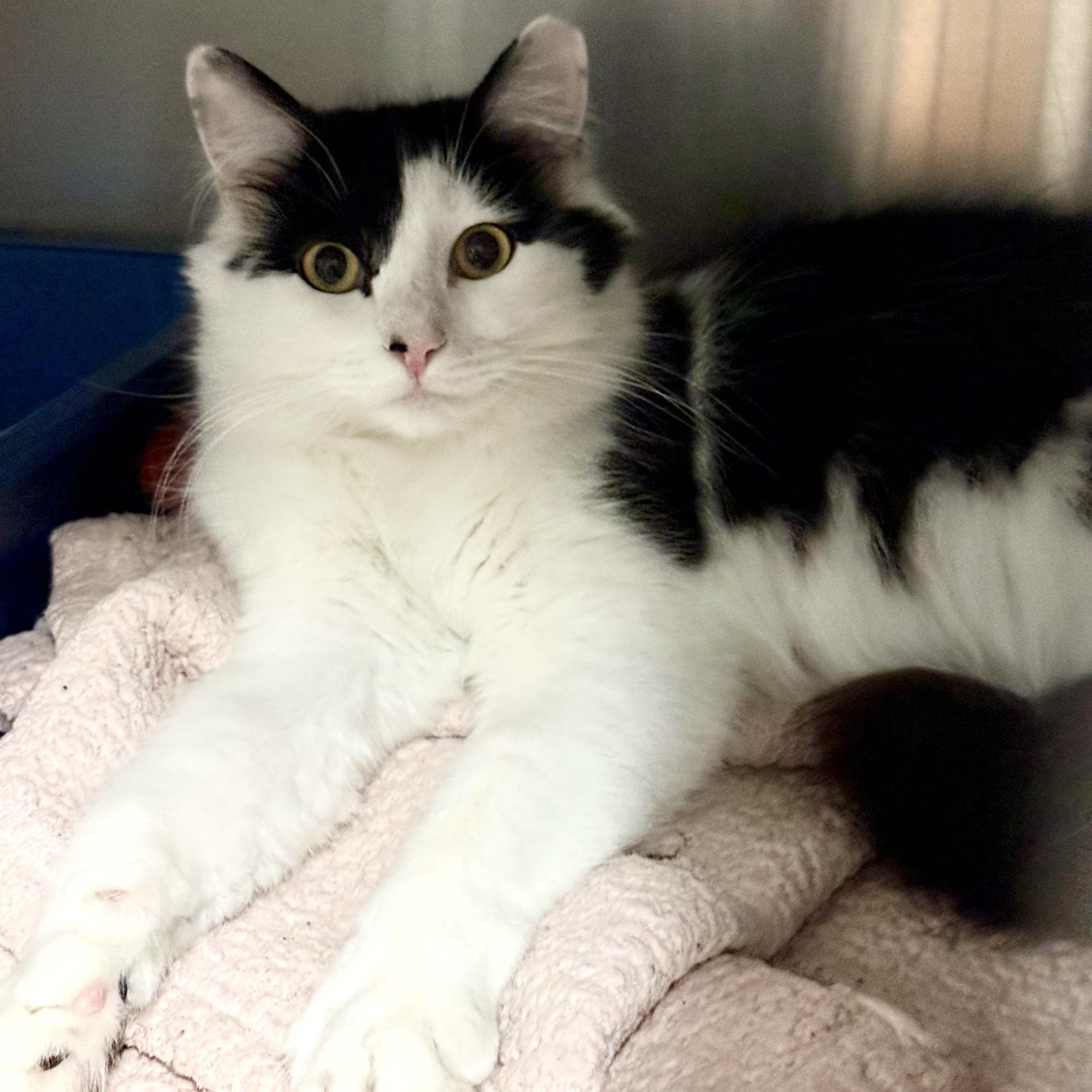 Claire, a ADOPTABLE Domestic Medium Hair in Exeter, RI image 1/2