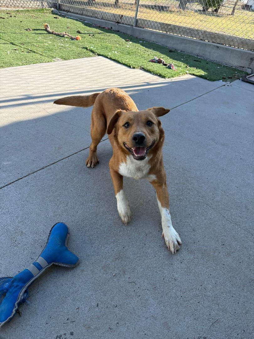 Enlarge Leo, a ADOPTABLE mixed breed in Ulysses, KS image 2/2