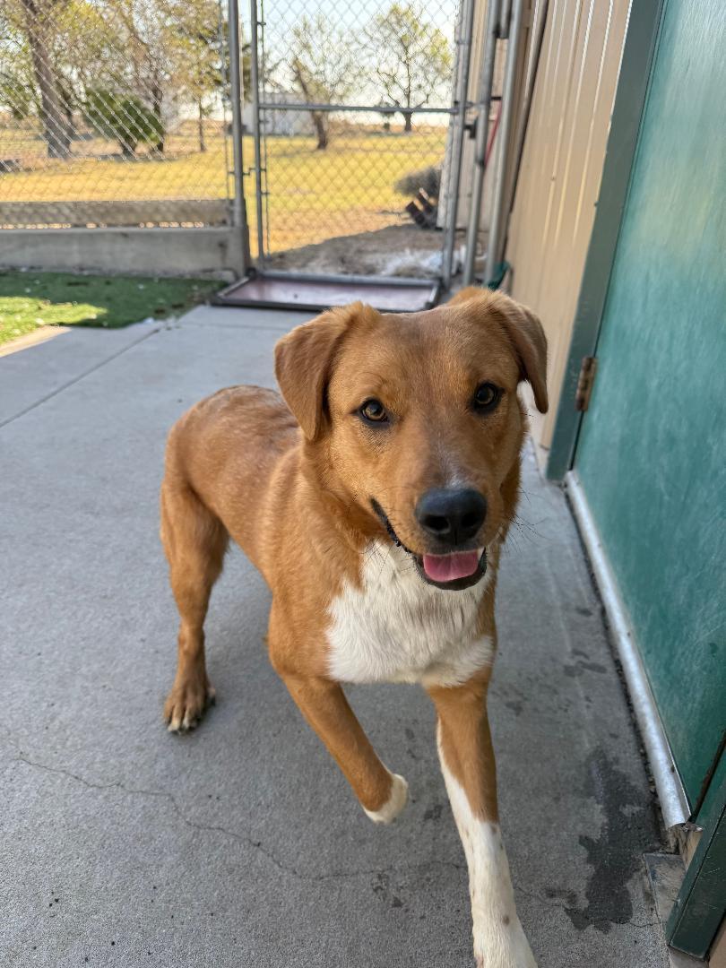 Enlarge Leo, a ADOPTABLE mixed breed in Ulysses, KS image 1/2