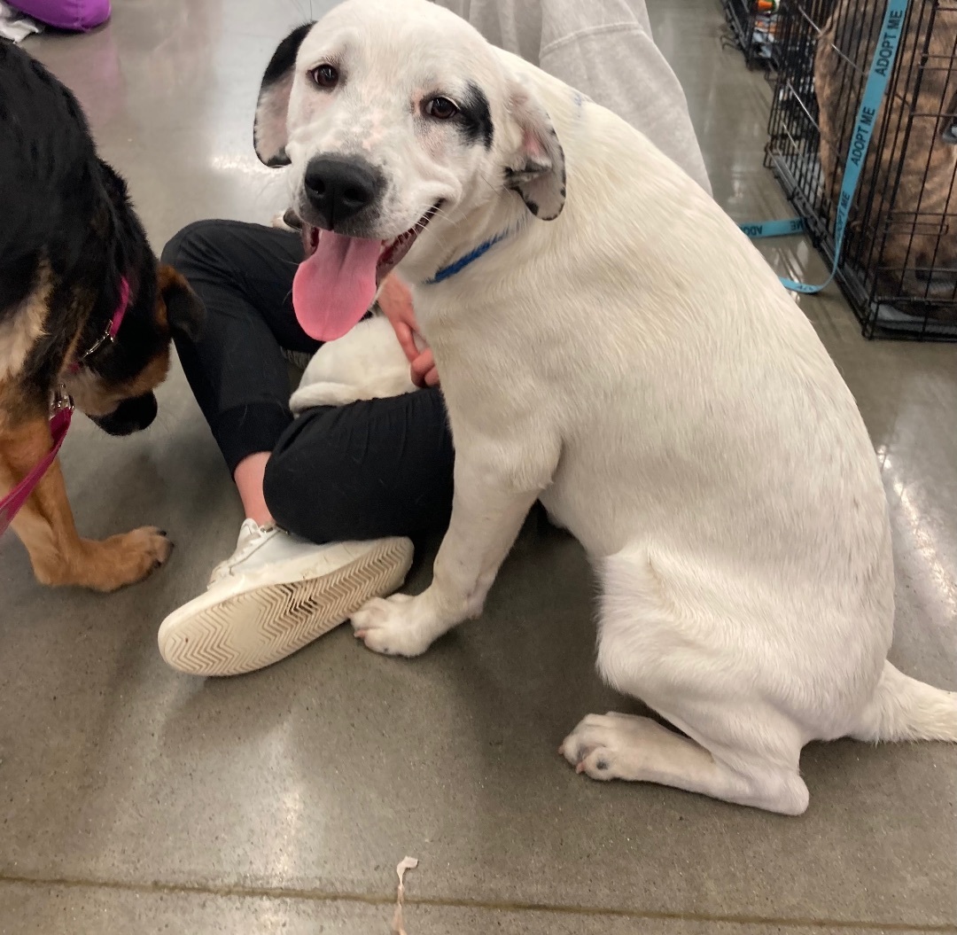 Leo, Leslie and Lani, Adoptable, Adult Female Labrador Retriever & Cattle Dog.