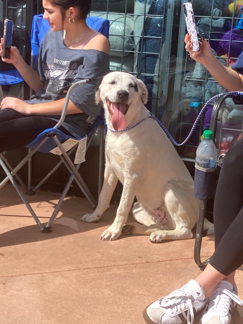 Leo, Leslie and Lani, a Adoptable mixed breed image 2/8