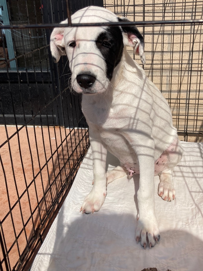 Leo, Leslie and Lani, a Adoptable mixed breed image 3/8