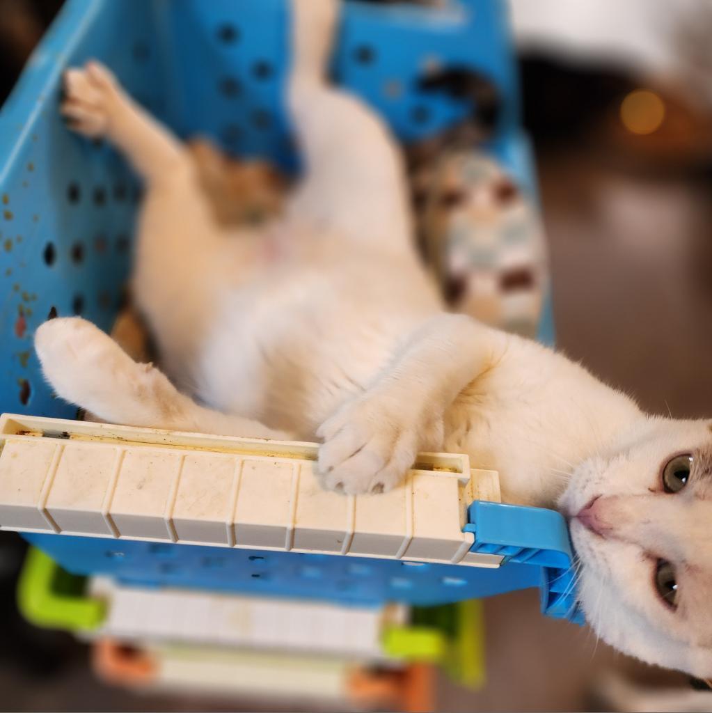 Rancher, a Adoptable Domestic Short Hair in Glenfield, NY image 1/4